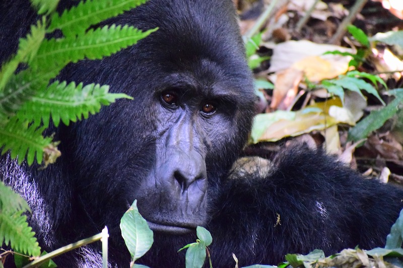 globedge-travel-uganda-bwindi-inpenetrable-national-park-mountain-gorillas